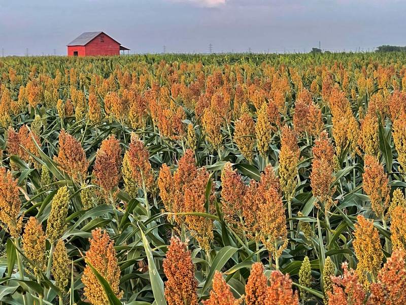Red Barn Over Sorghum at Dusk