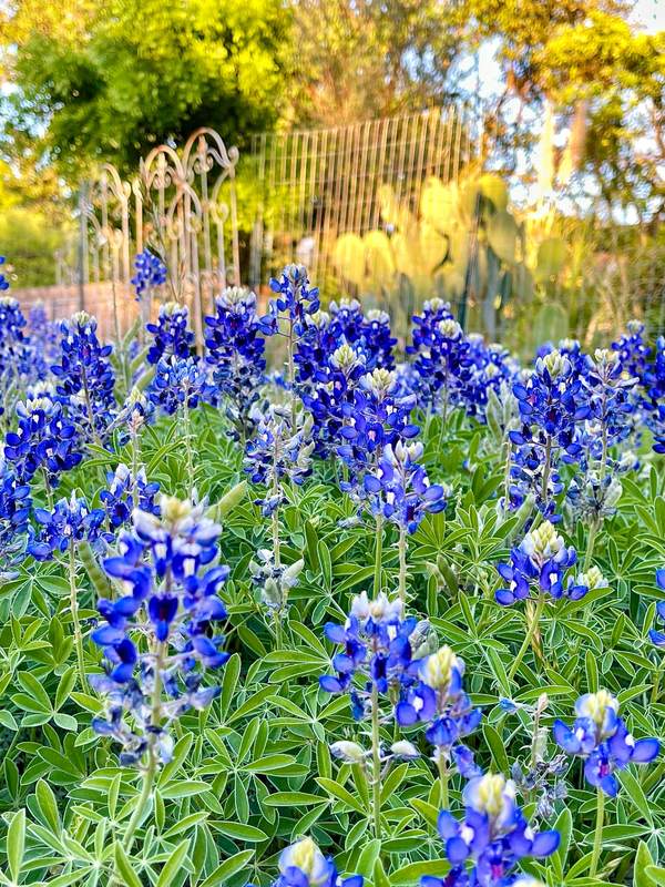 Bluebonnets and Cactus