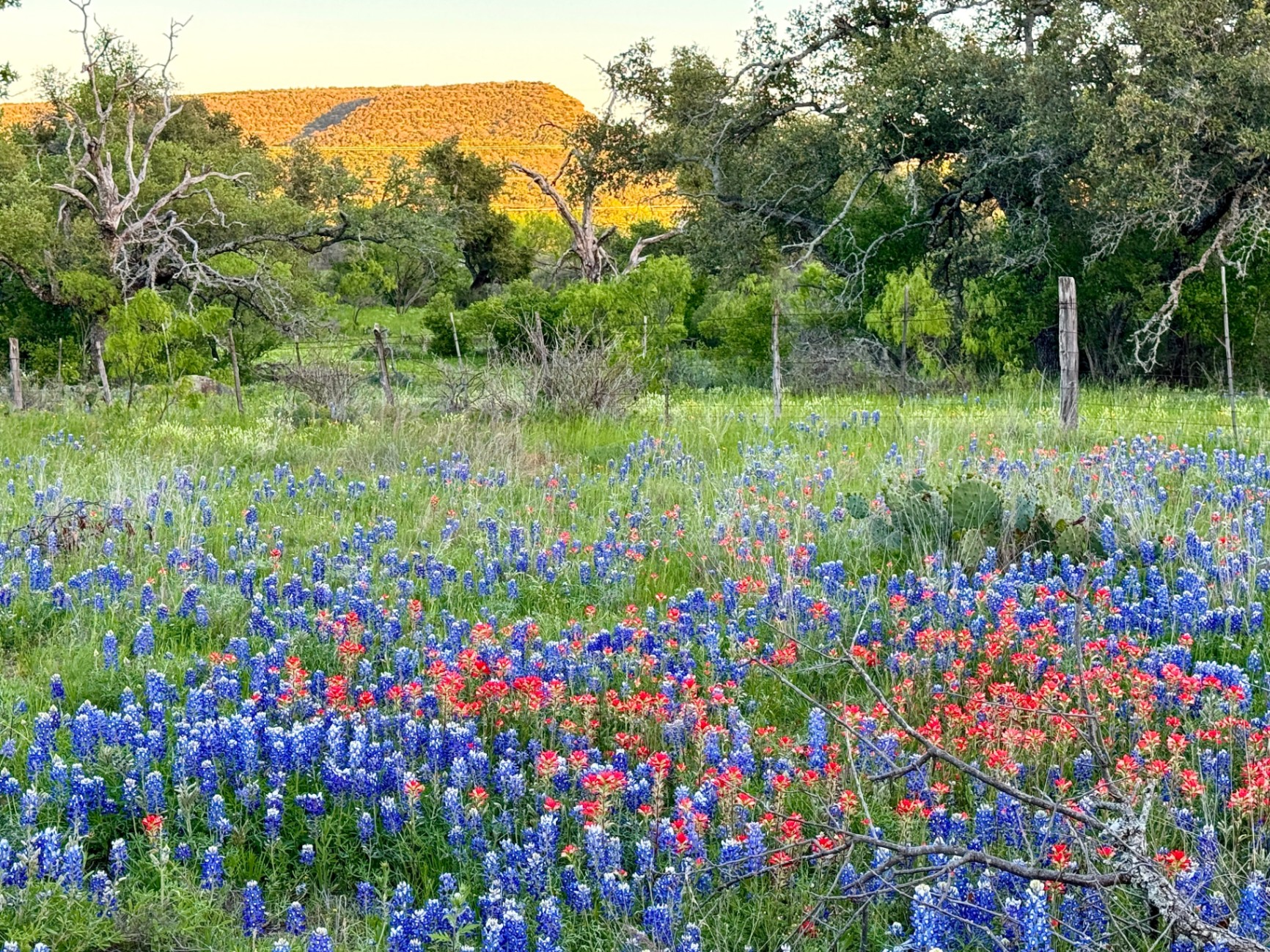 Bluebonnets & Indian Paintbrush at Sunset