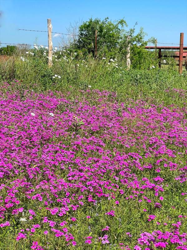 Drummond Phlox on the Fence Line