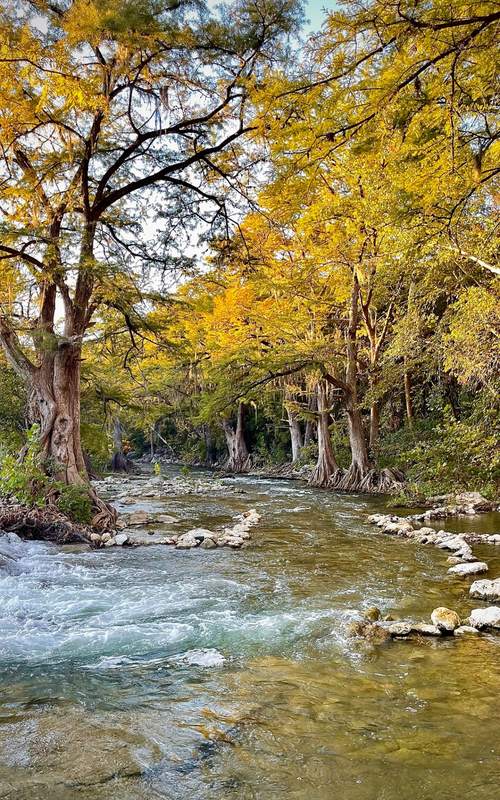 Yellow Cypress on the Guadalupe