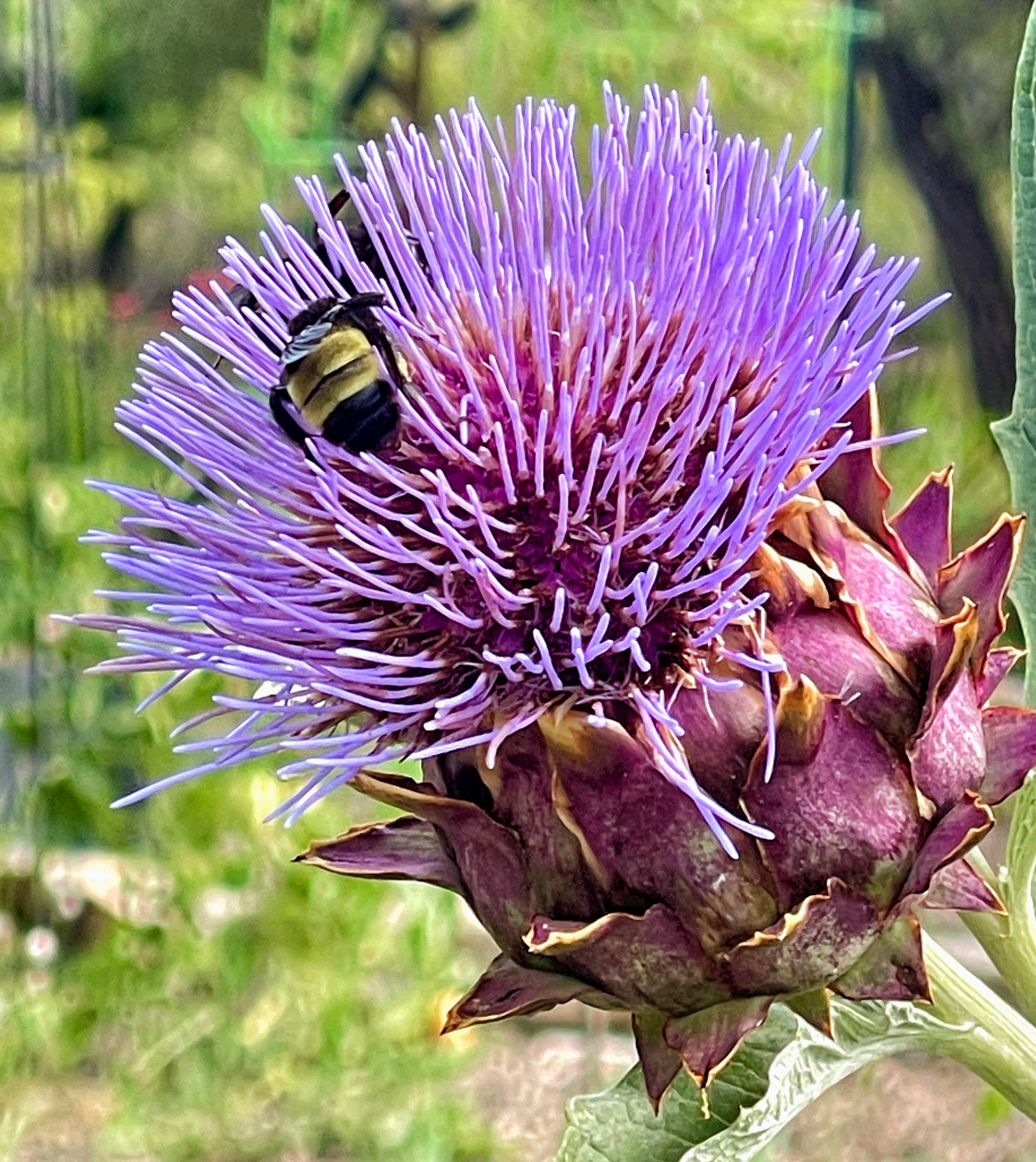 Artichoke Bloom with Bumblebee