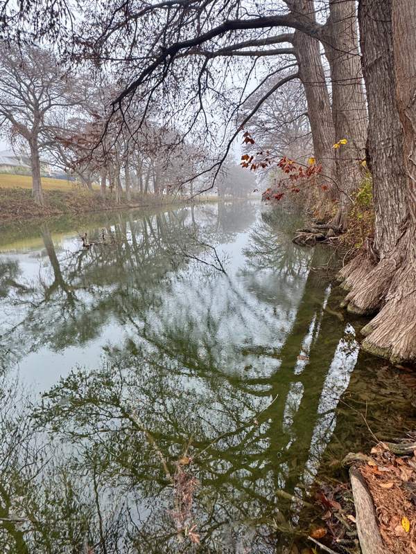 Cypress Bend in Fog