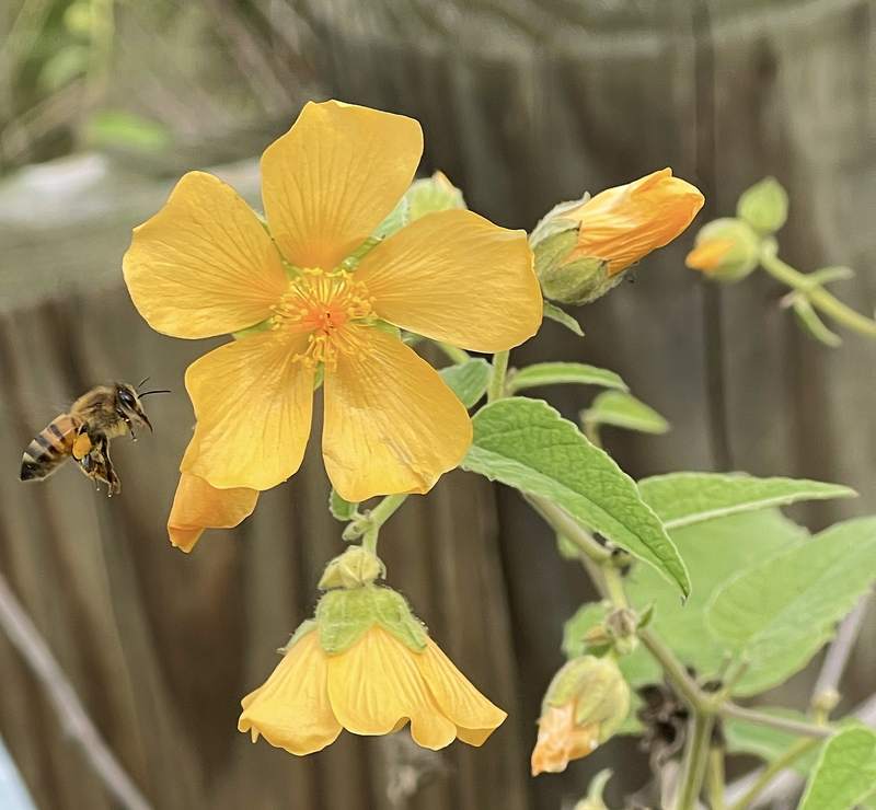 Velvet Leaf Mallow with Bee