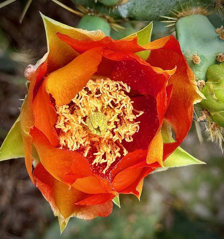 Prickly Pear in Bloom