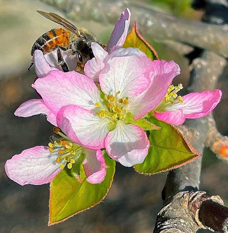 Apple Blossom with Honeybee