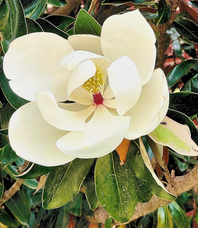 Southern Magnolia Bloom