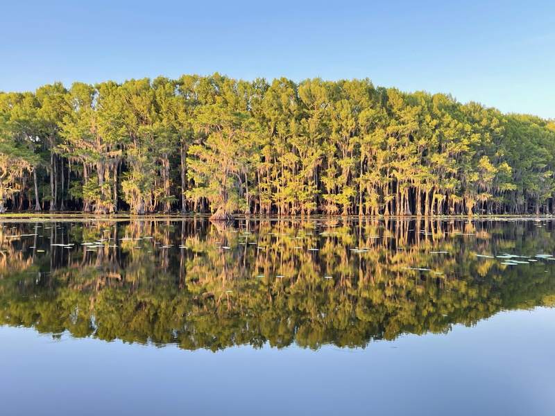 Cypress Shoreline at Sunrise