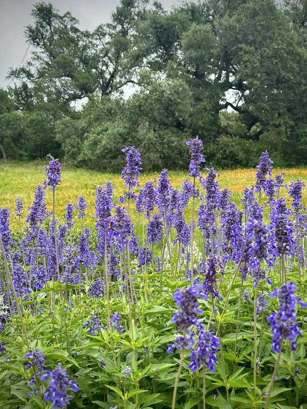 Mealy Sage in Bloom