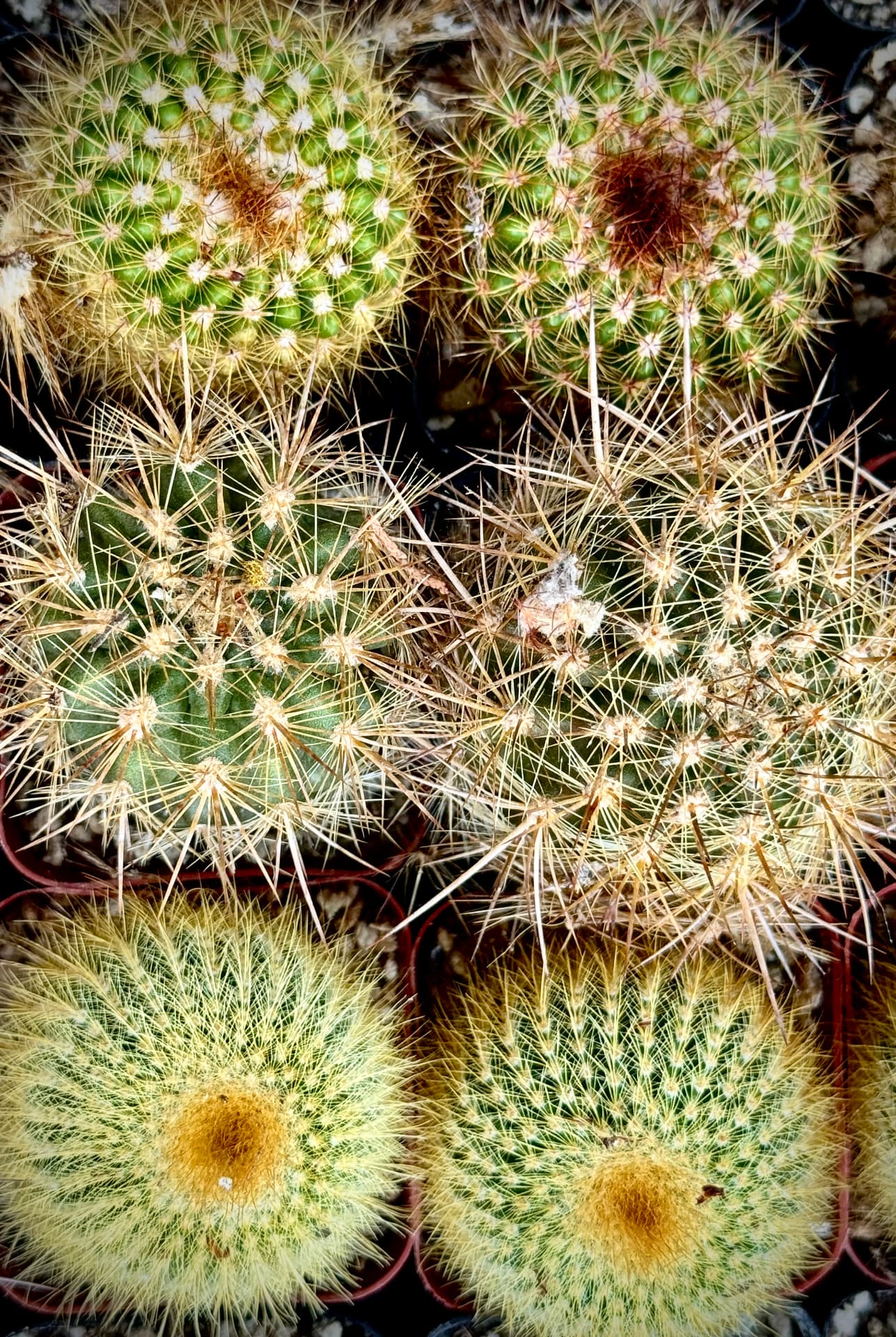 Golden Spines in the Nursery Tray