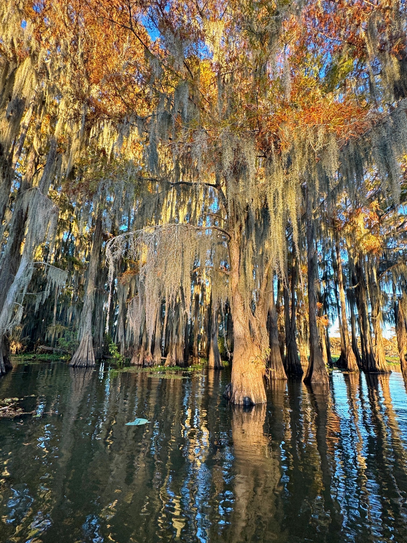 Spanish Moss Veil