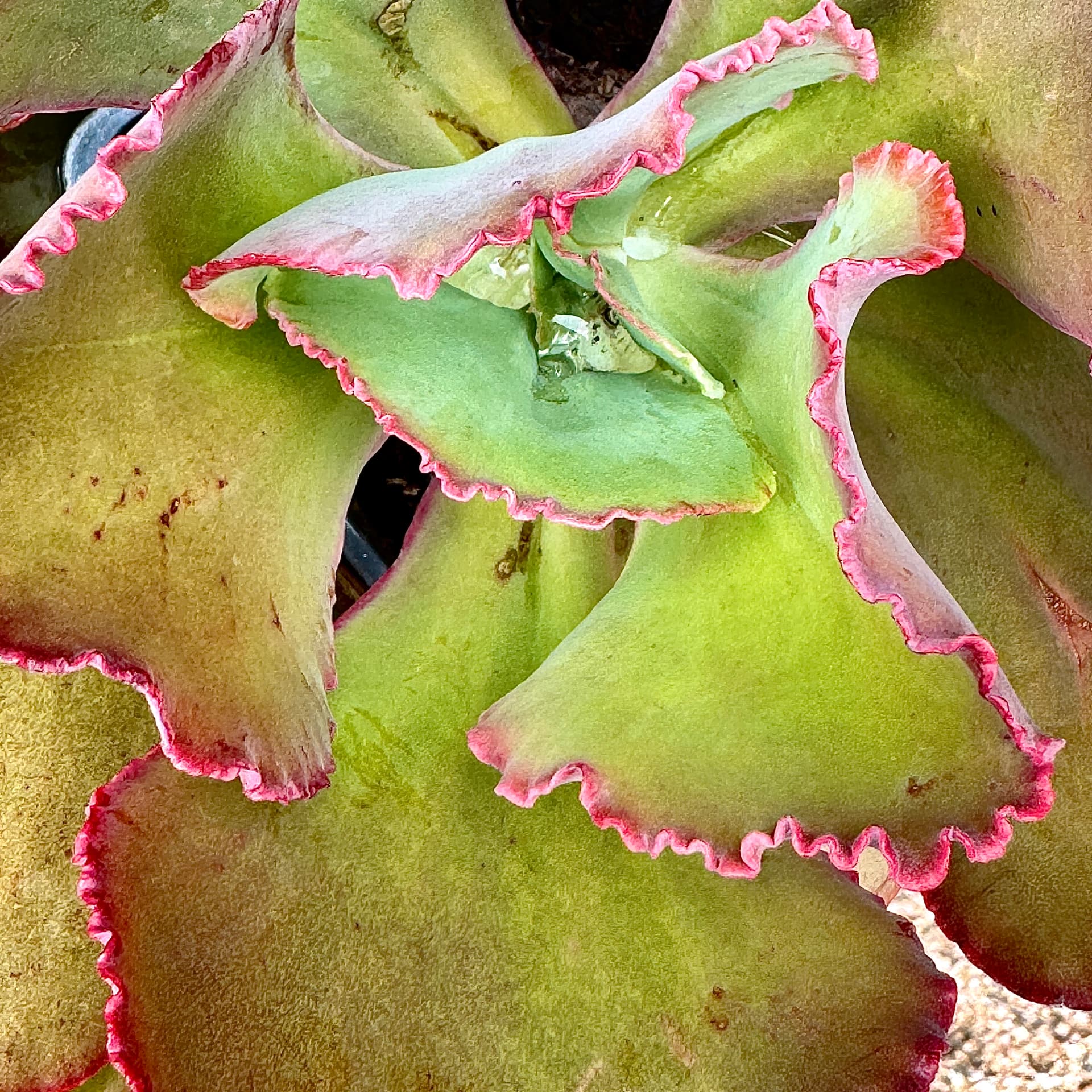 Pink-Edged Echeveria