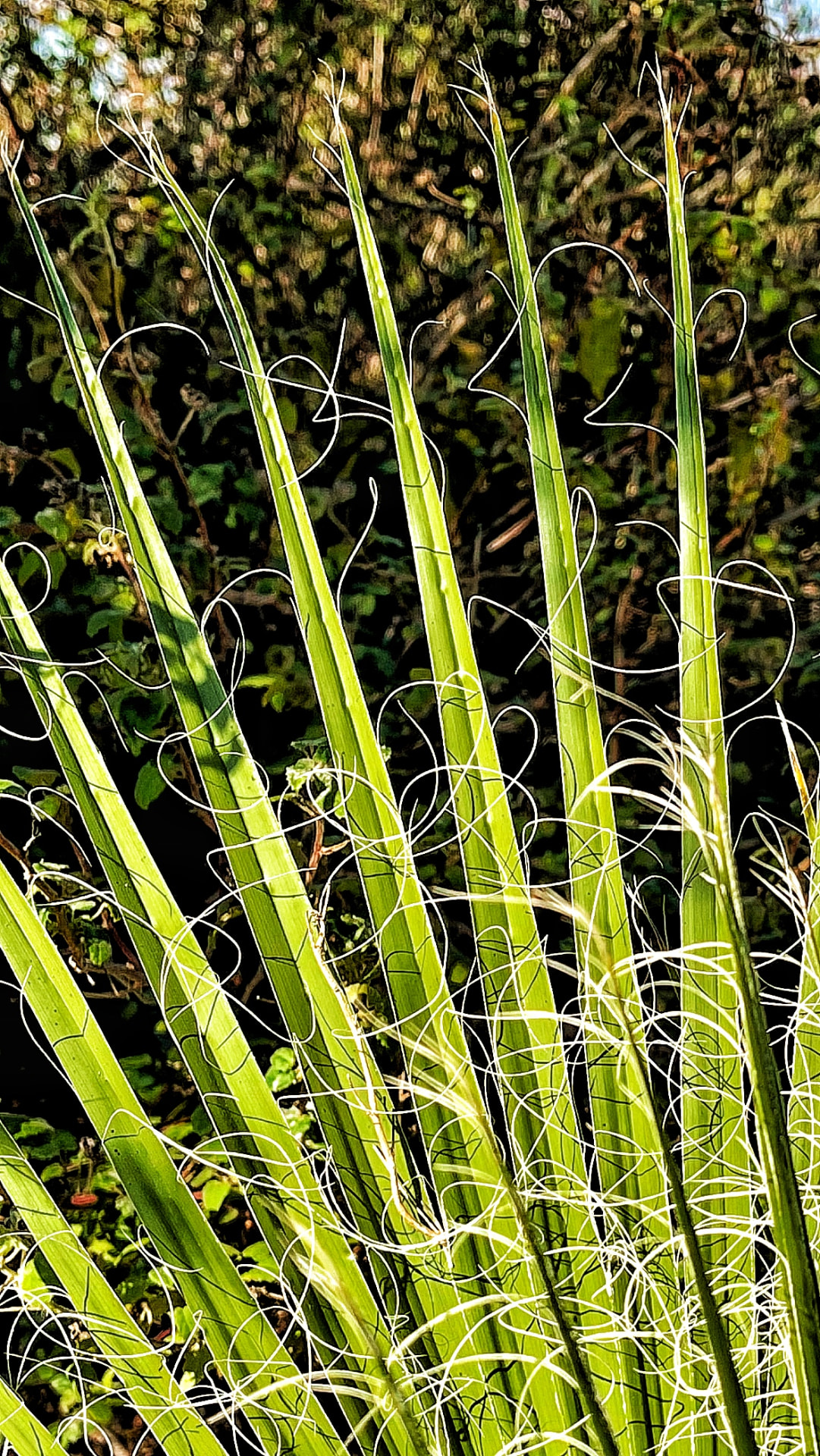 Curly Yucca Filaments