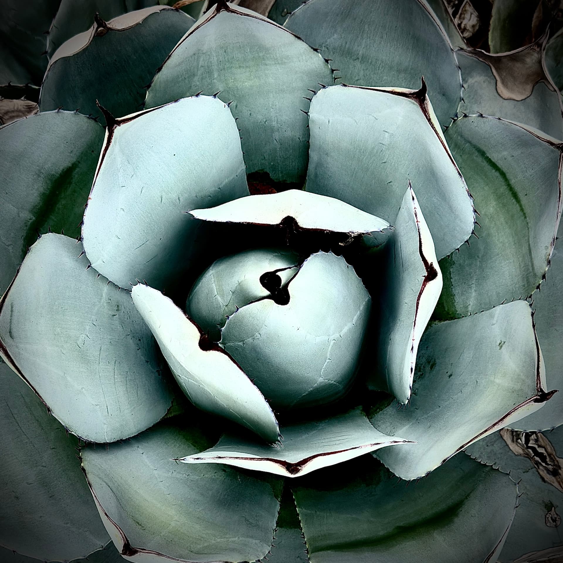 Whale Tongue Agave Leaves