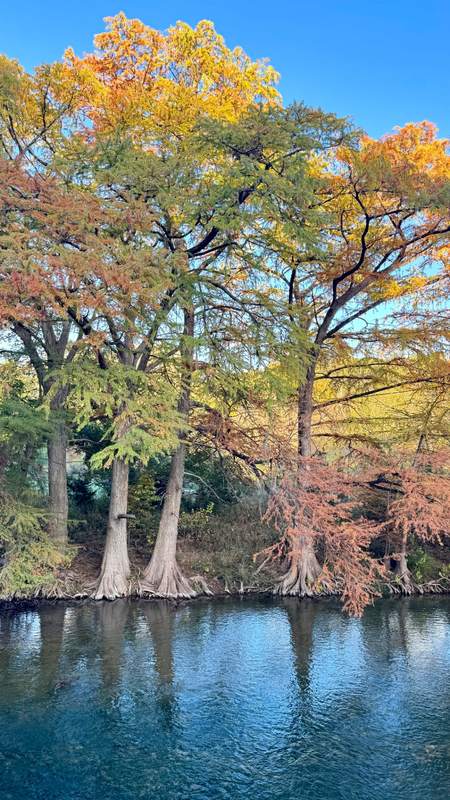 Guadalupe Cypress in Transition