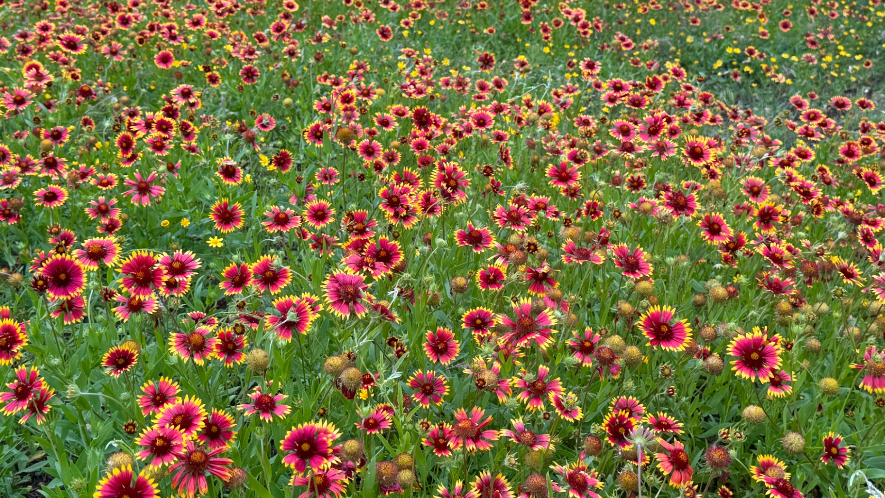 Firewheel Field
