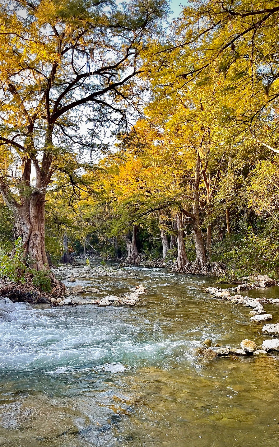 Yellow Cypress on the Guadalupe