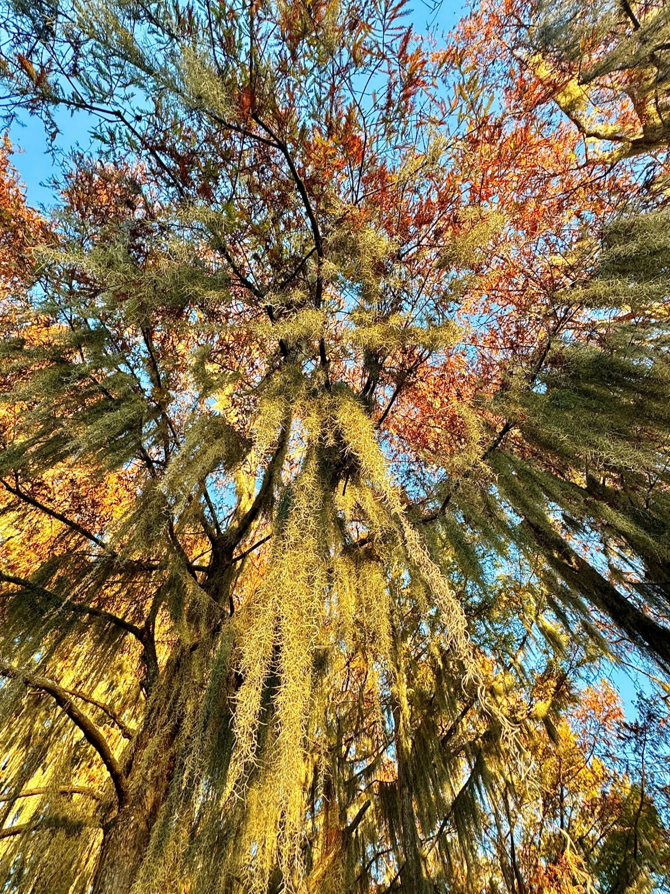 Looking Up Into the Cypress Canopy
