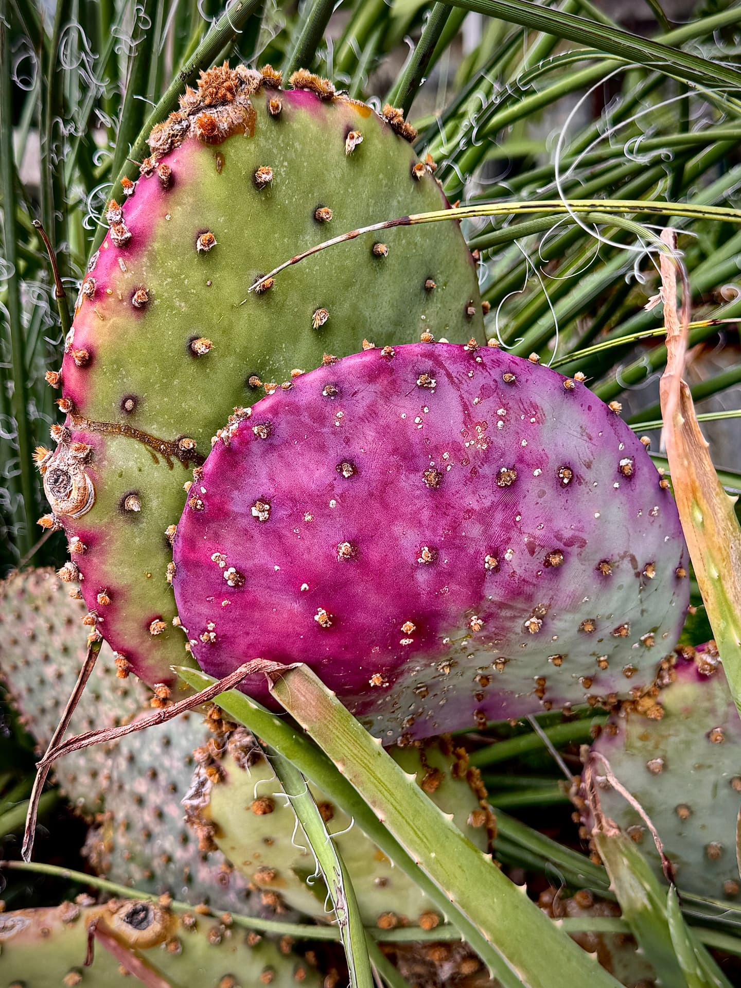 Magenta Pad Among Sotol