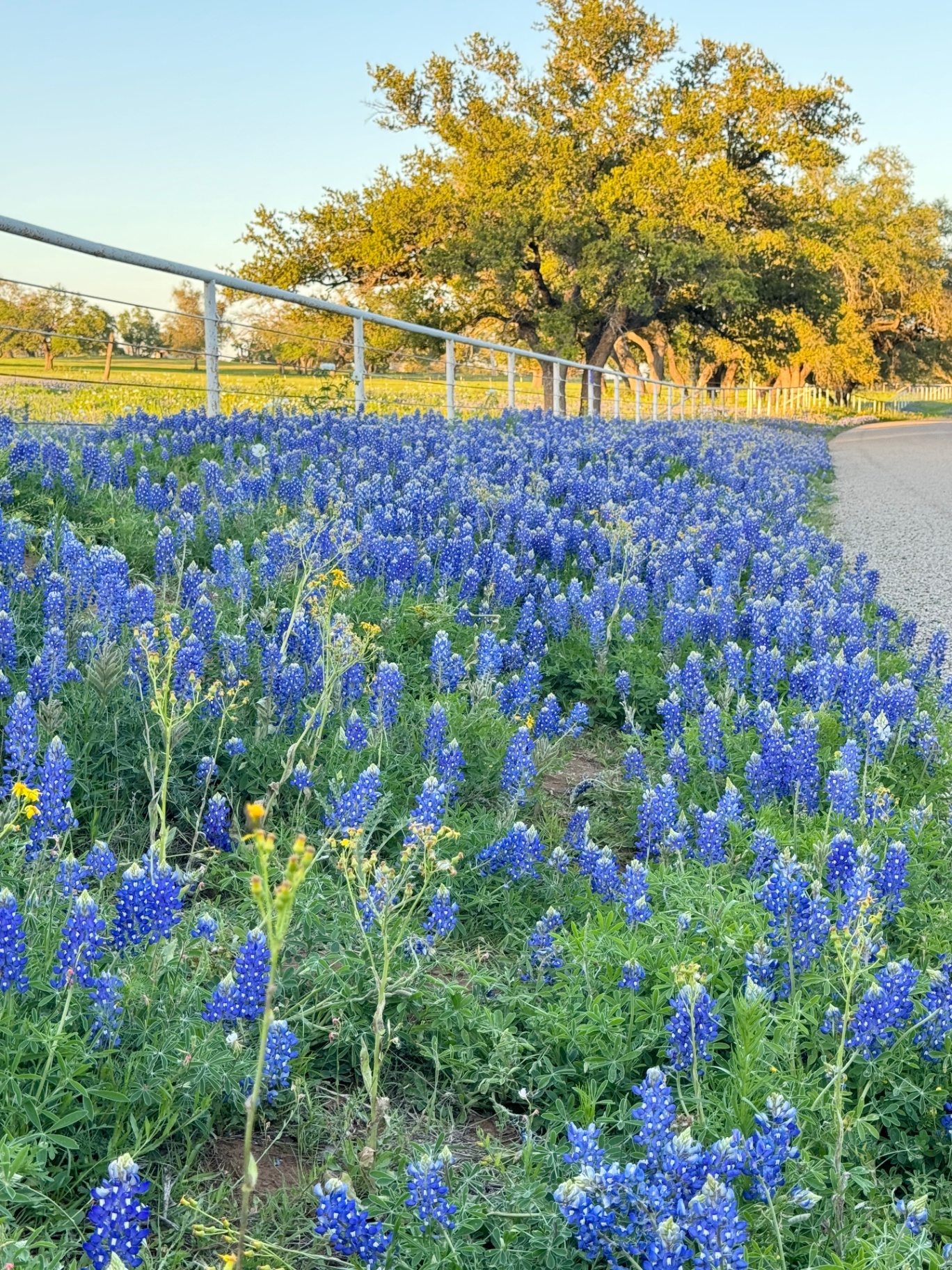Bluebonnets Along the Roadway