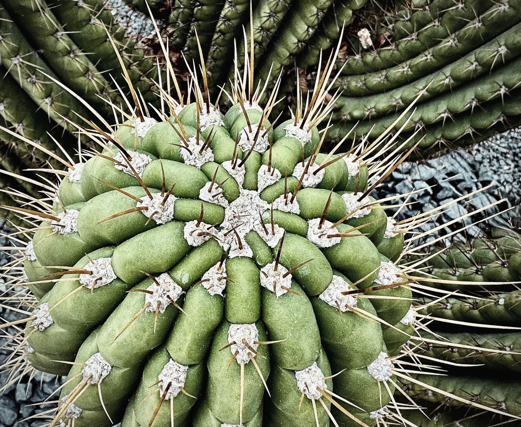 Cactus Crown from Above
