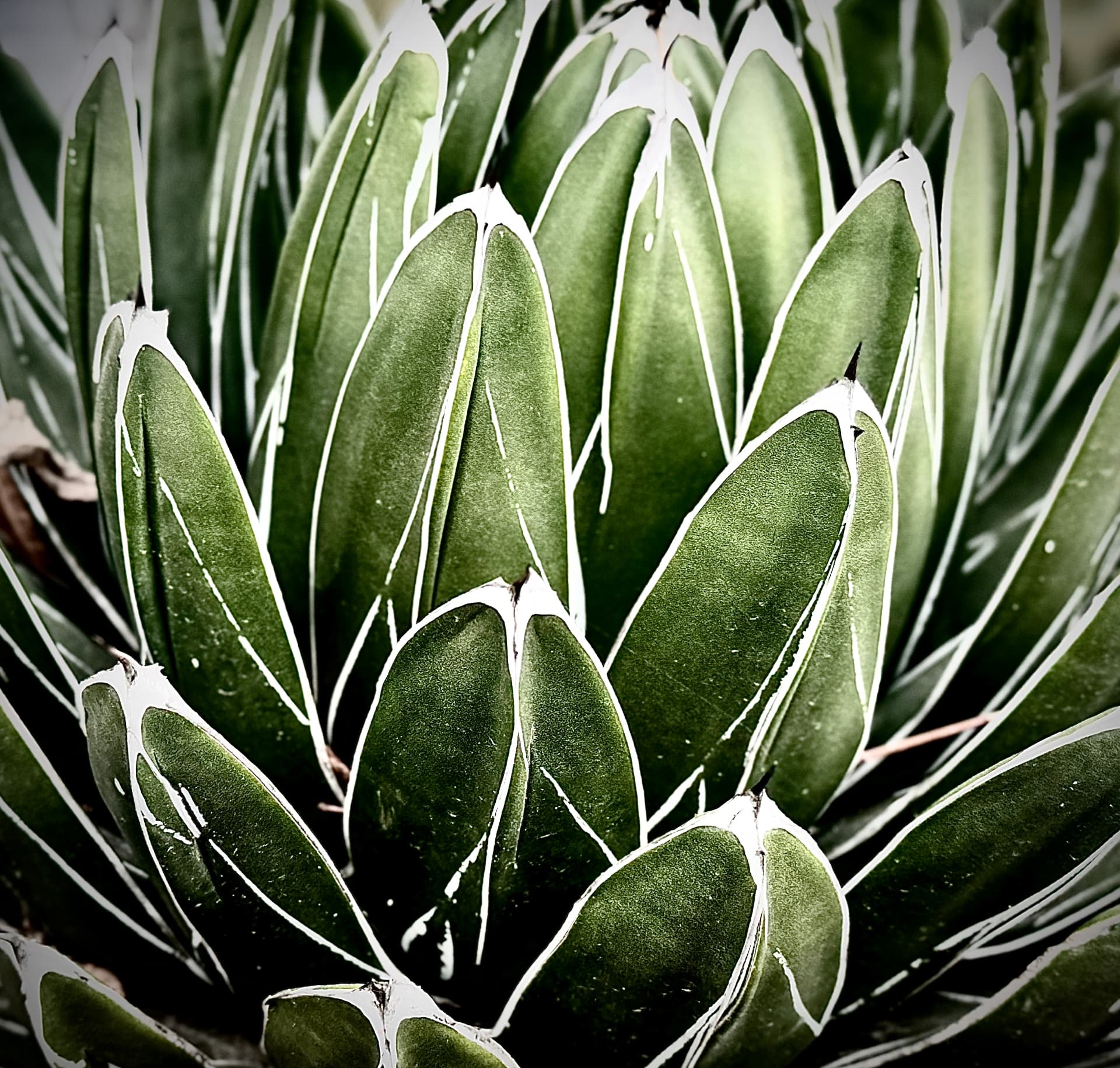 Victoria Agave from Above
