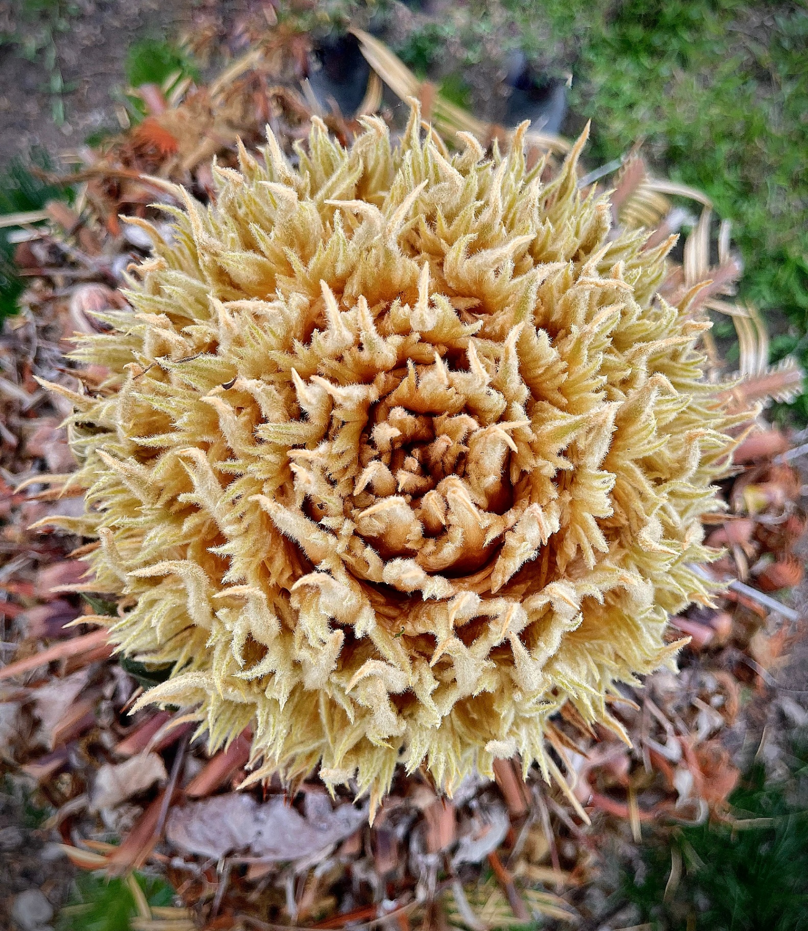 Golden Fuzzy Bloom Rosette