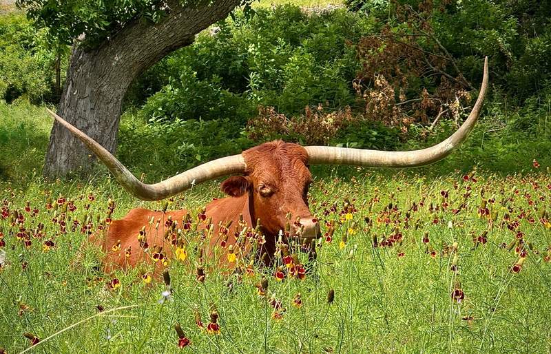 Longhorn at Rest in the Wildflowers