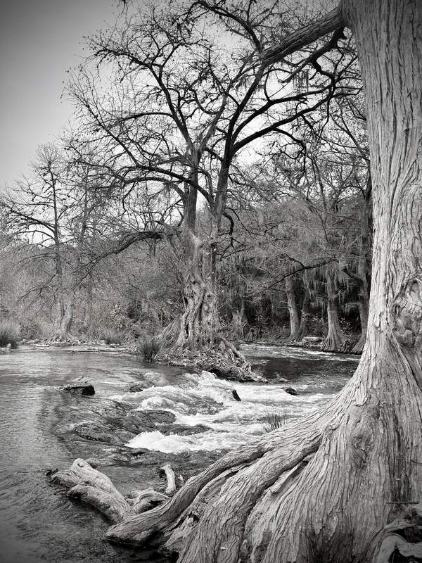 Guadalupe River Cypress