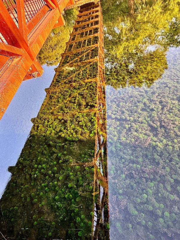 Landa Park Bridge Reflection