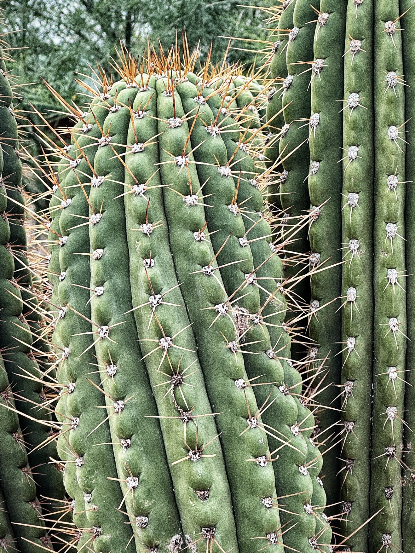 Columnar Cactus Study