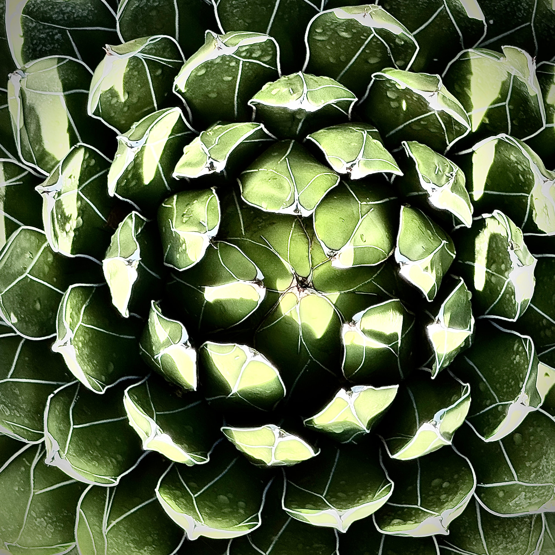 Parry Agave Rosette in Frosted Blue