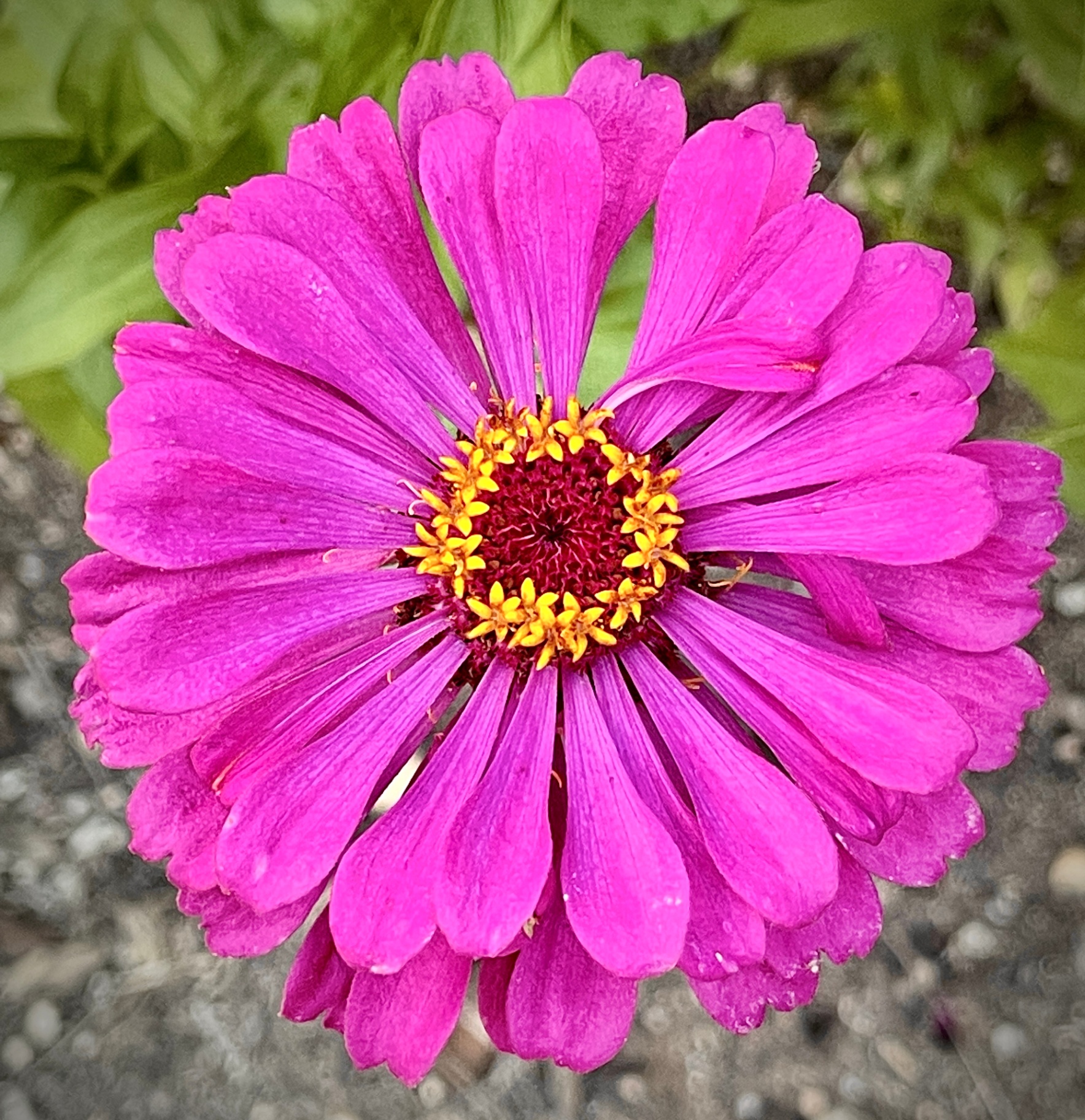 Magenta Zinnia Close-Up