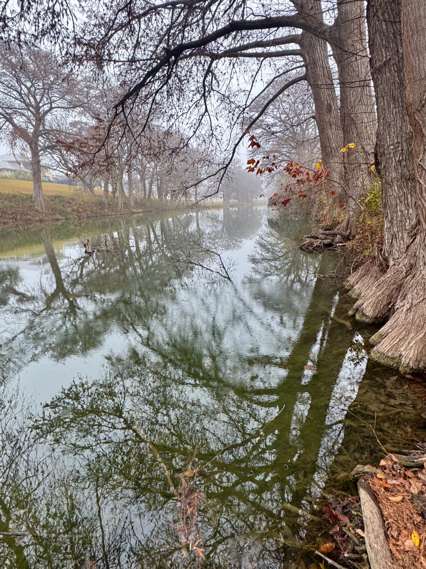 Cypress Bend in Fog