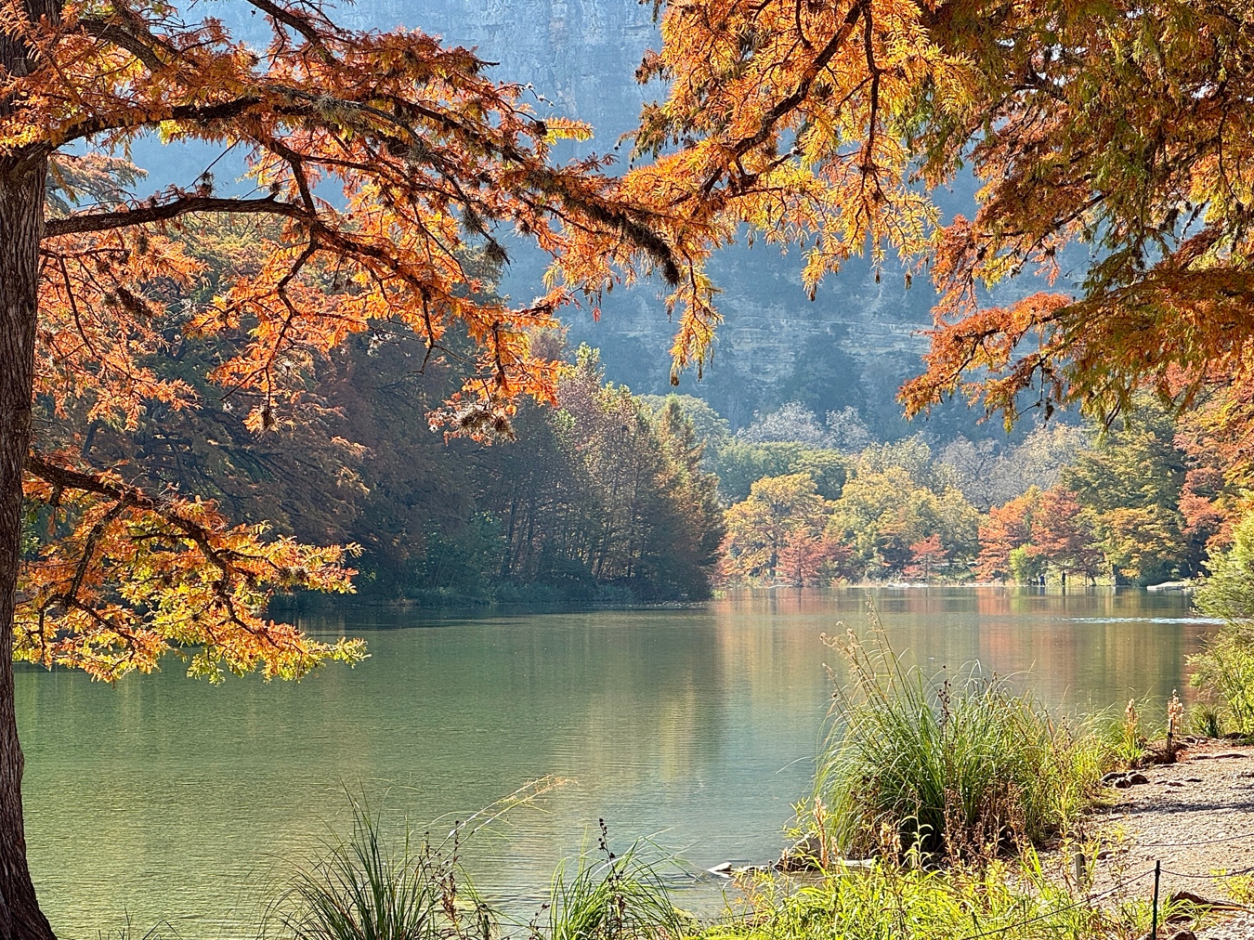 Frio Cypress in Fall, Garner State Park