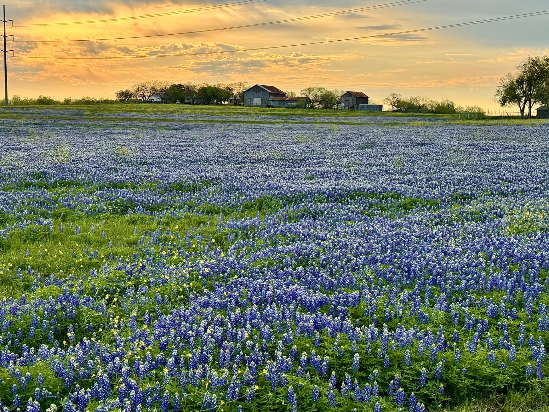 Bluebonnet Sunrise, Marion