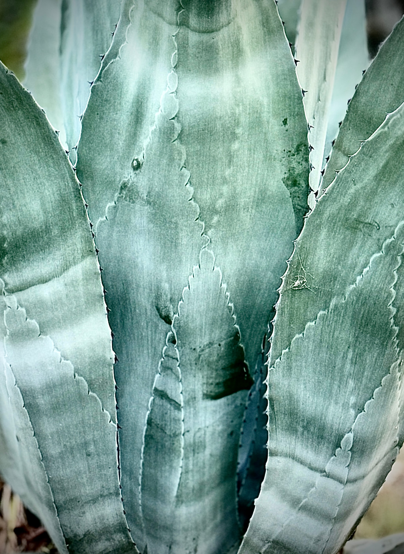 Victoria Agave Blades