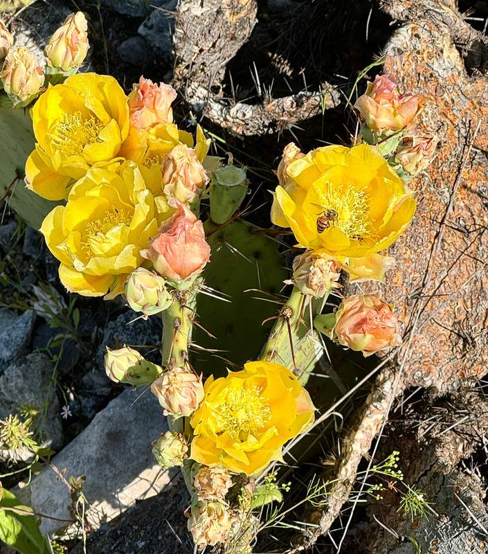 Honeybee in a Prickly Pear Bloom