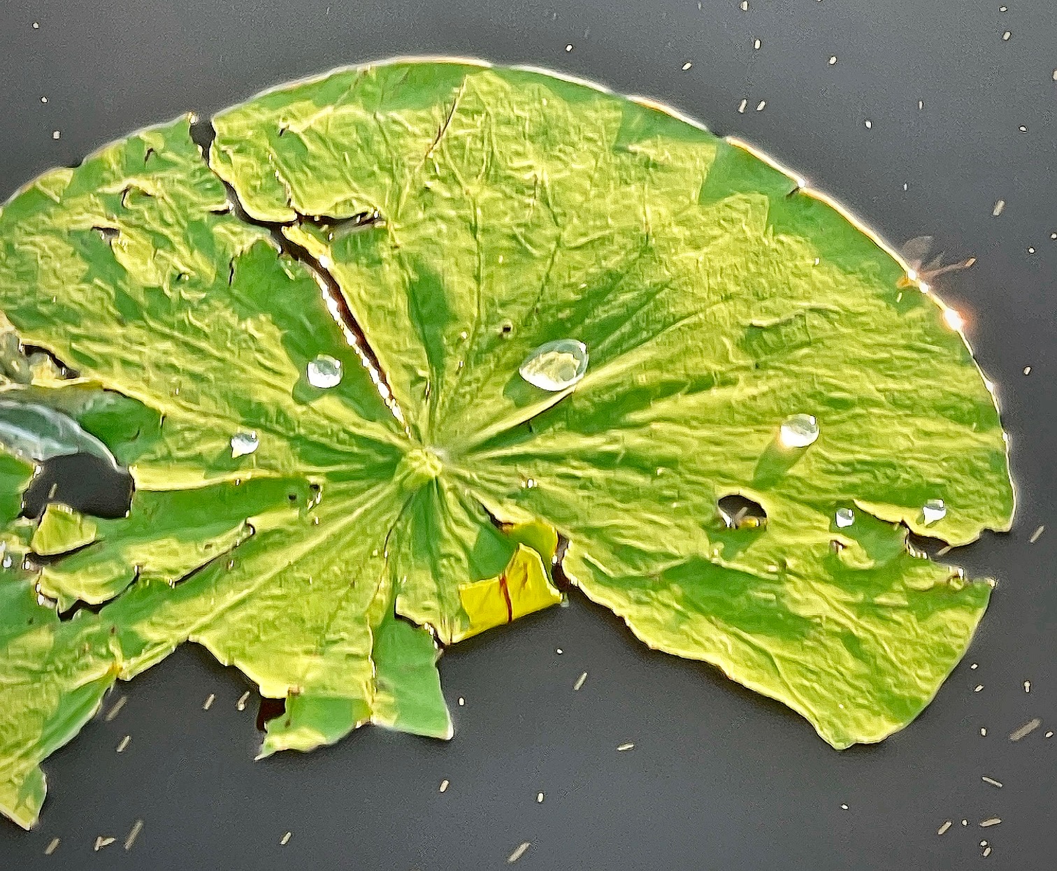 Lily Pad Detail with Raindrops on Caddo Lake