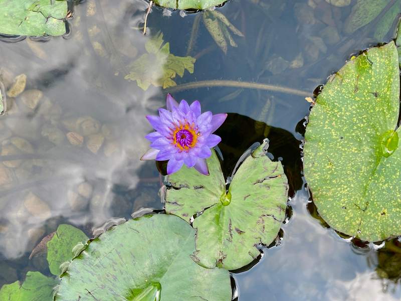 Small Purple Lily on Still Water