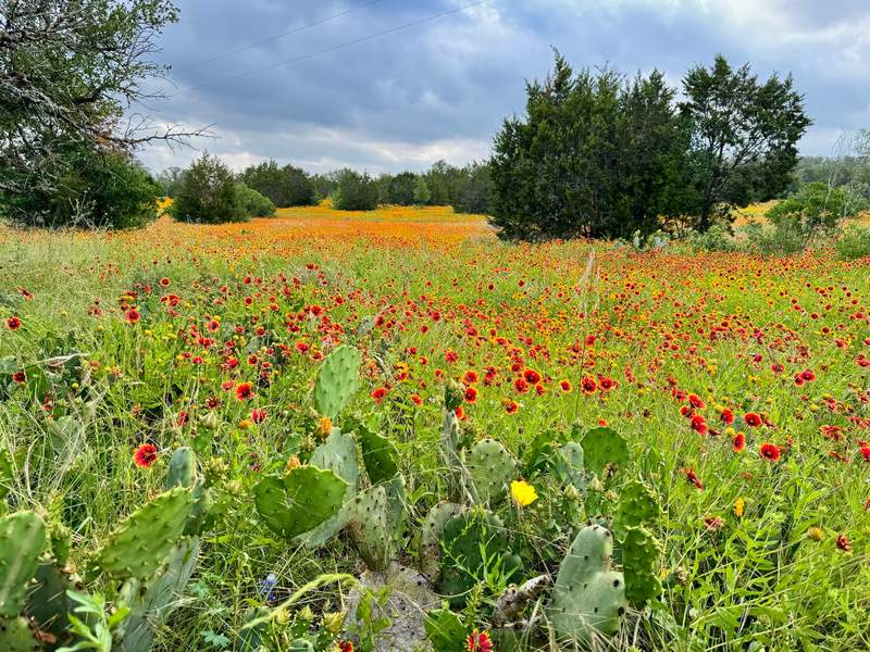 Indian Blanket & Prickly Pear Meadow