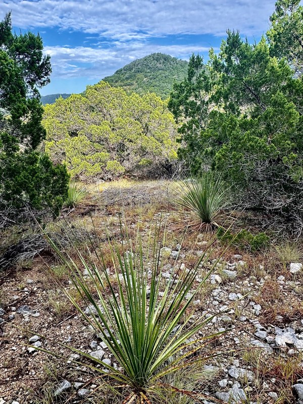 Sotol Below the Peak