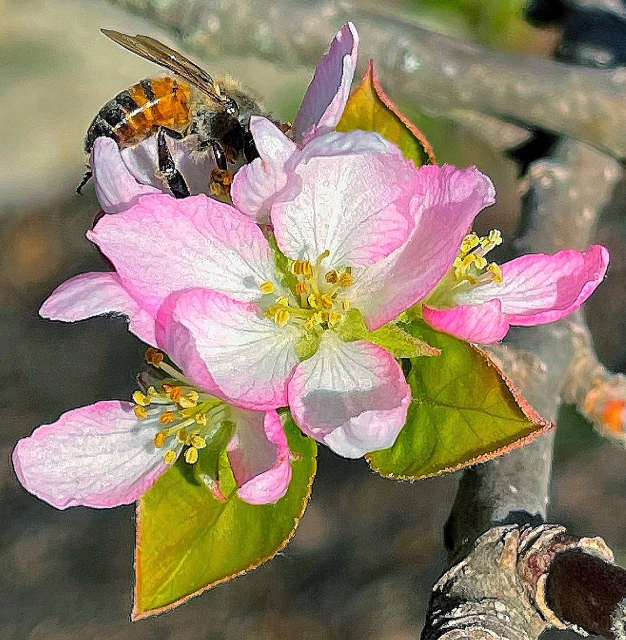 Apple Blossom with Honeybee