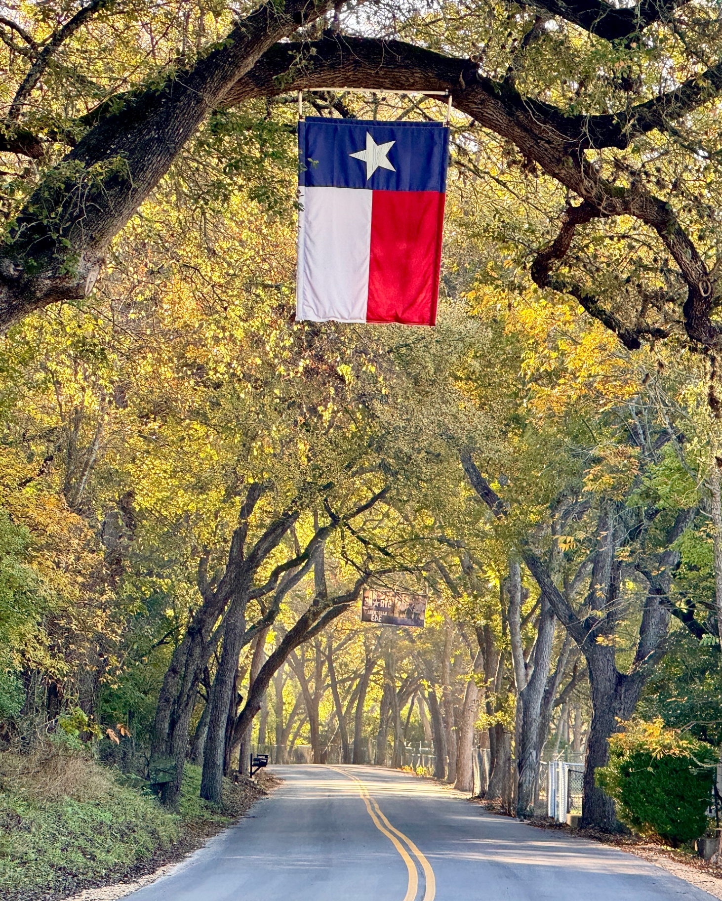 Flag Road Through the Oaks