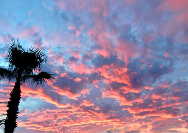 Pink Cloud, Palm Silhouette