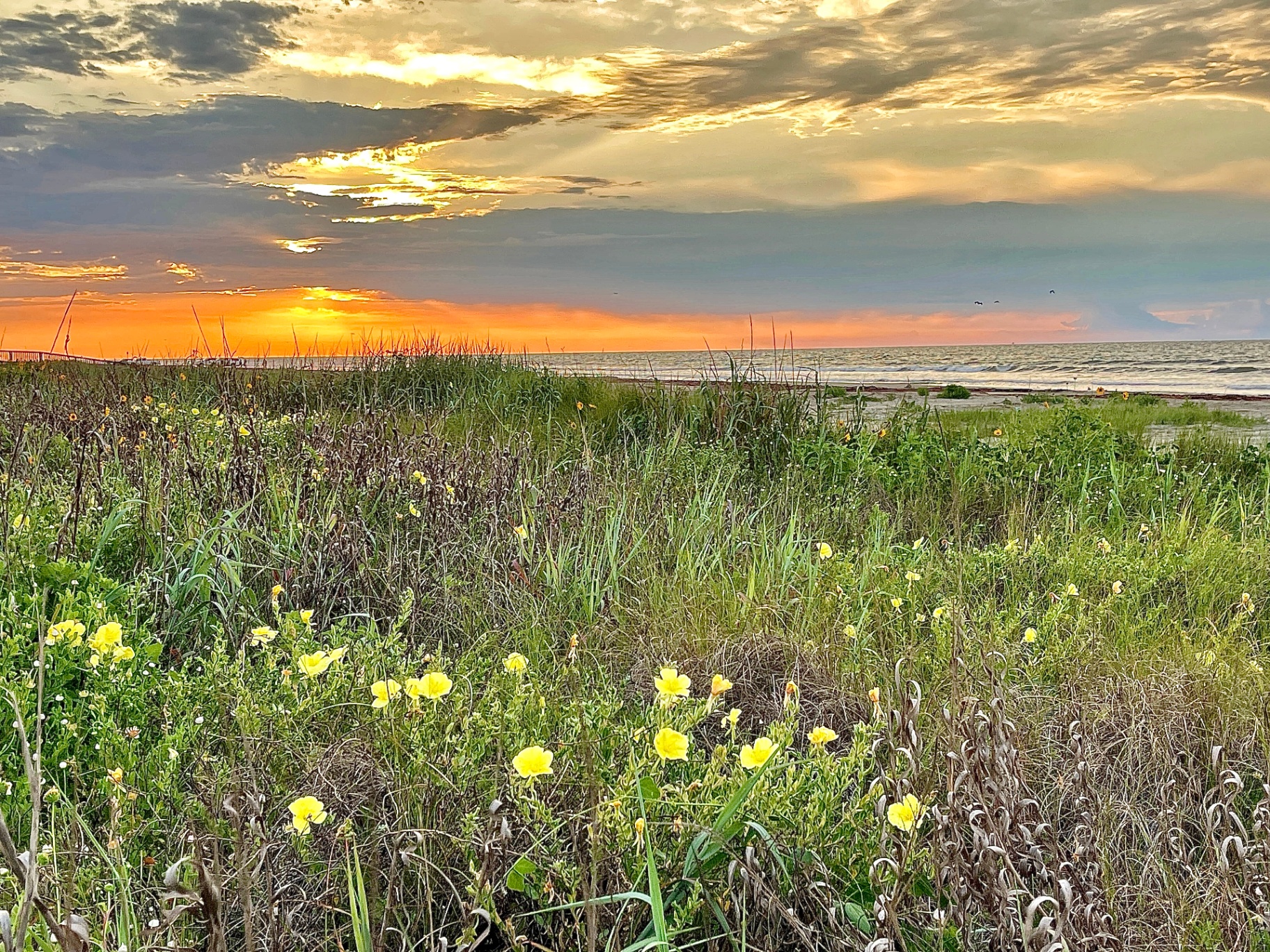 Primrose Dunes at Sunset