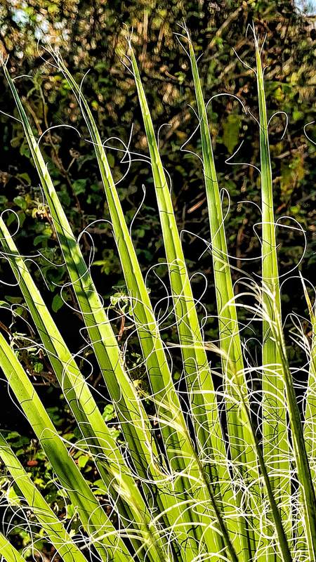 Curly Yucca Filaments
