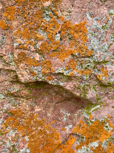 Orange Lichen Clusters