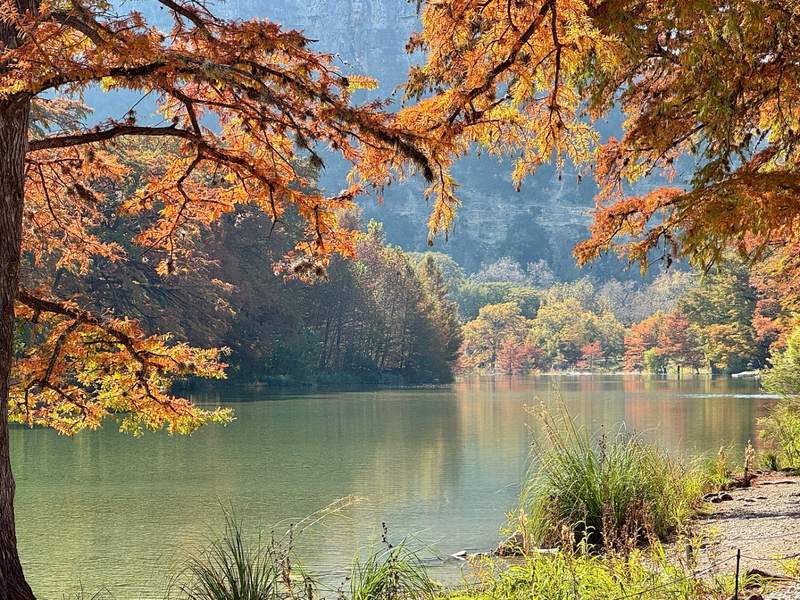 Frio Cypress in Fall, Garner State Park