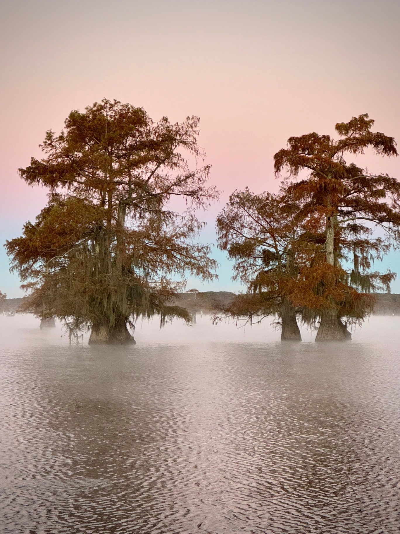 Pink Dawn, Cypress Pair